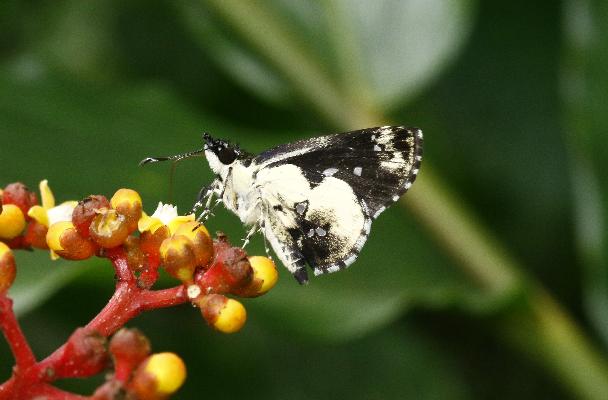 Gorgyra aretina male UNS